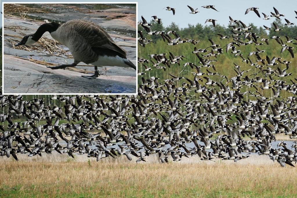 Hietsu Beach in Finland covered in 'shocking amount' of goose poop