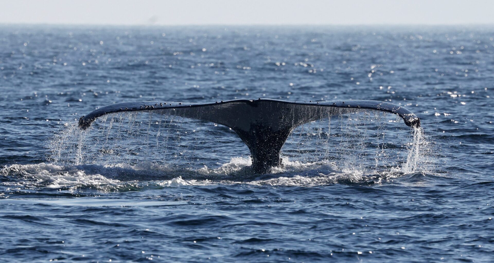 Whale watching by Nas Mares Project in Rio de Janeiro