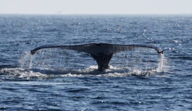 Whale watching by Nas Mares Project in Rio de Janeiro