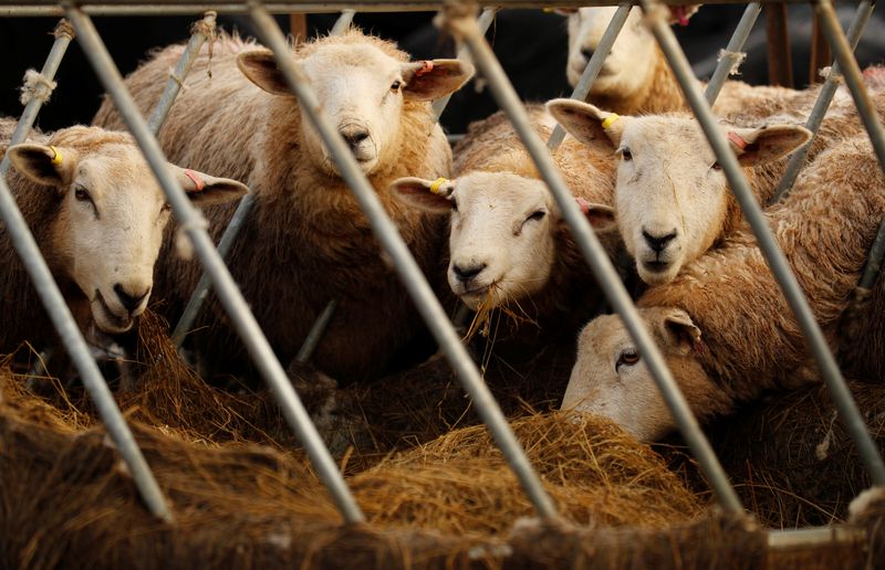 Slovenia reports outbreak of bluetongue disease on sheep farm | 104.1 WIKY