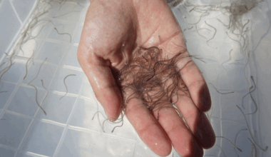 Japan secures key patents to mass-produce closed-cycle eels