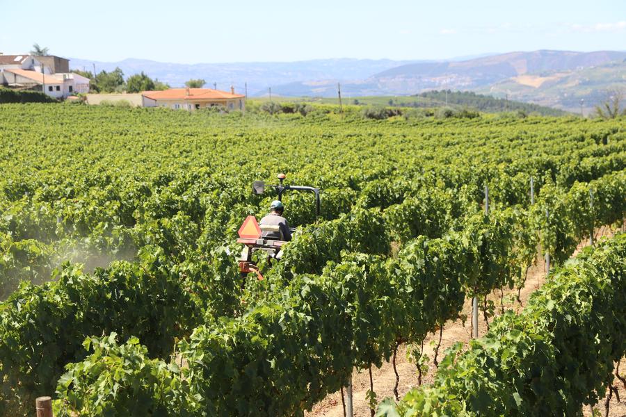 Portugal's Douro Valley winemakers struggle amid U.S. tariffs, export uncertainty-Xinhua