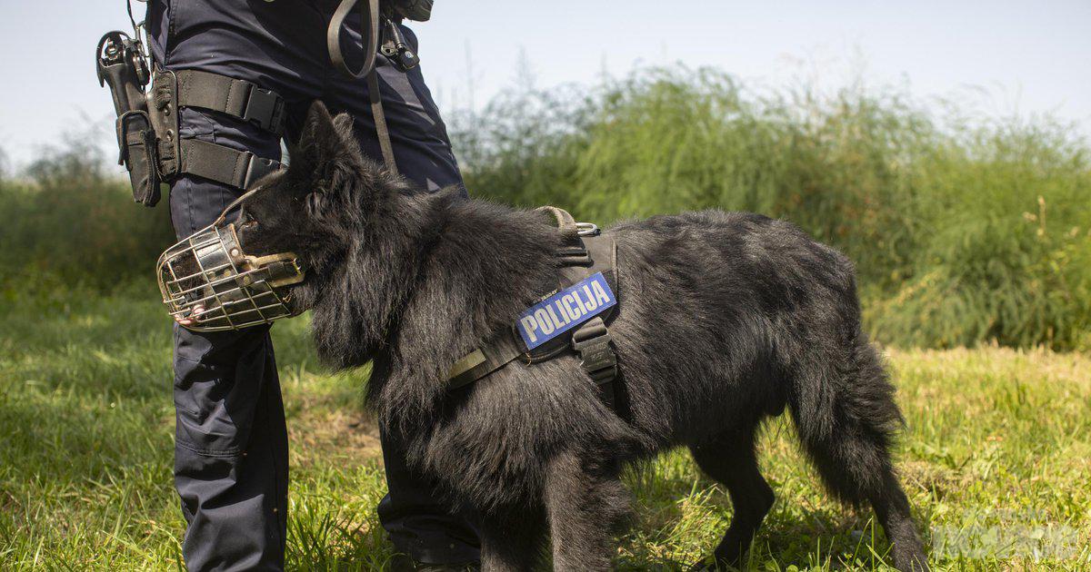 Na javni prireditvi na Tolminskem posredovali policisti Enote vodnikov službenih psov
