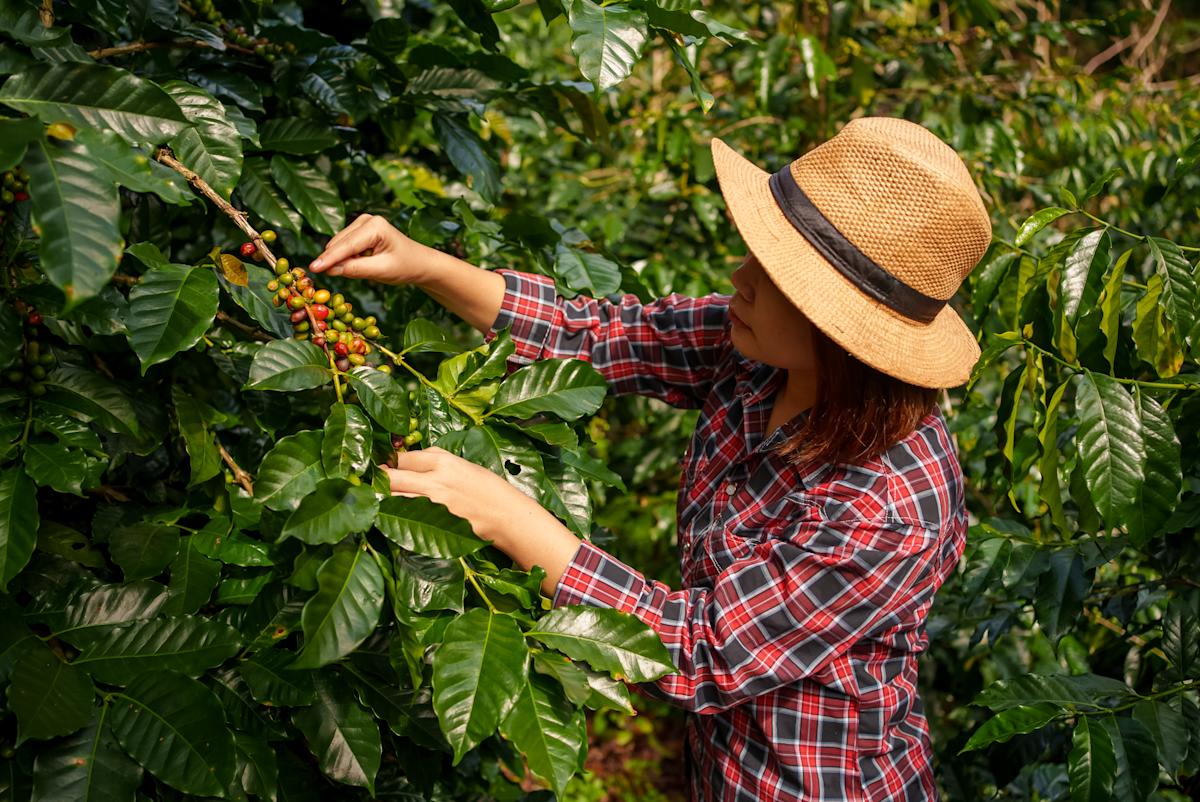 Coffee prices are soaring. Tariffs could drive them even higher.