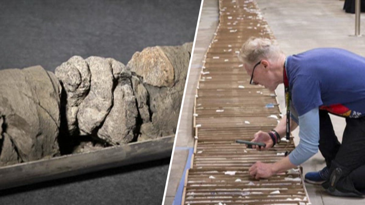 Denver museum unearths rare dinosaur fossil under its parking lot – NBC New York