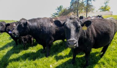 Economists doubt Trump outlook that U.S. will sell 'so much' beef to Australia