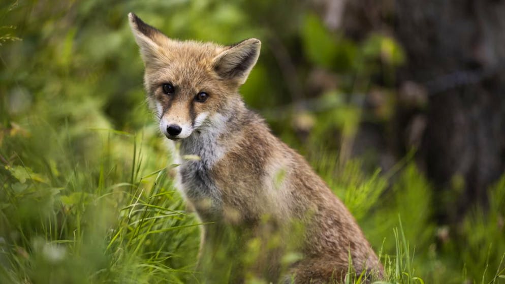 Les renards, mais aussi les chiens et les chats peuvent transmettre l'échinococcose alvéolaire via leurs excréments (archives).