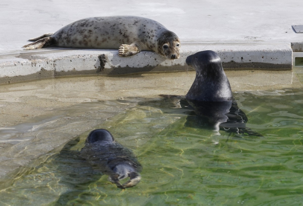 Grey seal pups are pictured in an outdoor pool at the Baltic Sea Animal Rehabilitation Center.