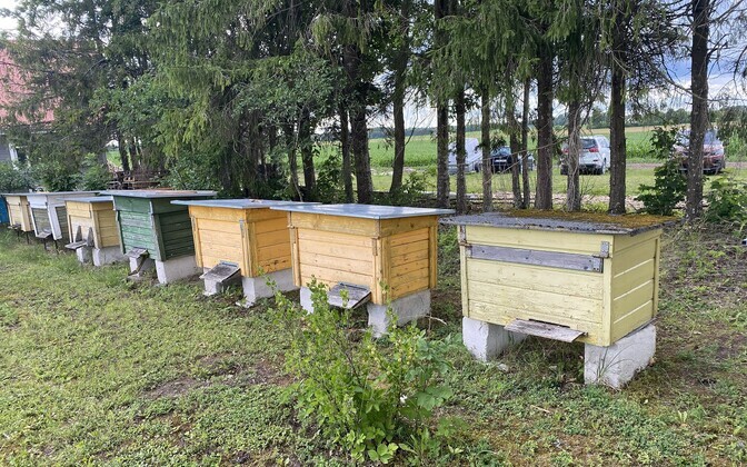Beekeepers in Estonia report poor honey harvest due to rainy summer | News