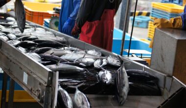 Higher Prices Lead to Rise in Japan’s Fisheries Production Value While Volume Drops