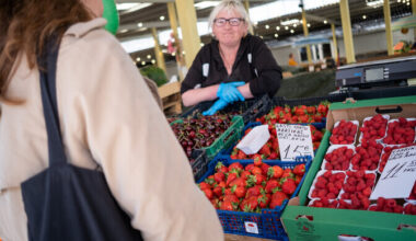 Estonian strawberries ripened later this year due to cold and rainy summer | News