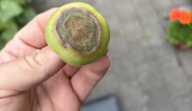 Hilfe, meine Tomaten werden braun!