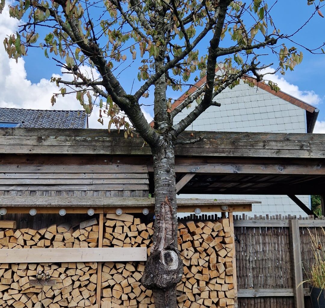 Ist der Kirschbaum noch zu retten?