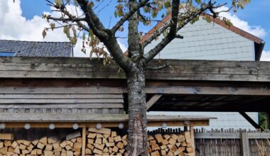 Ist der Kirschbaum noch zu retten?