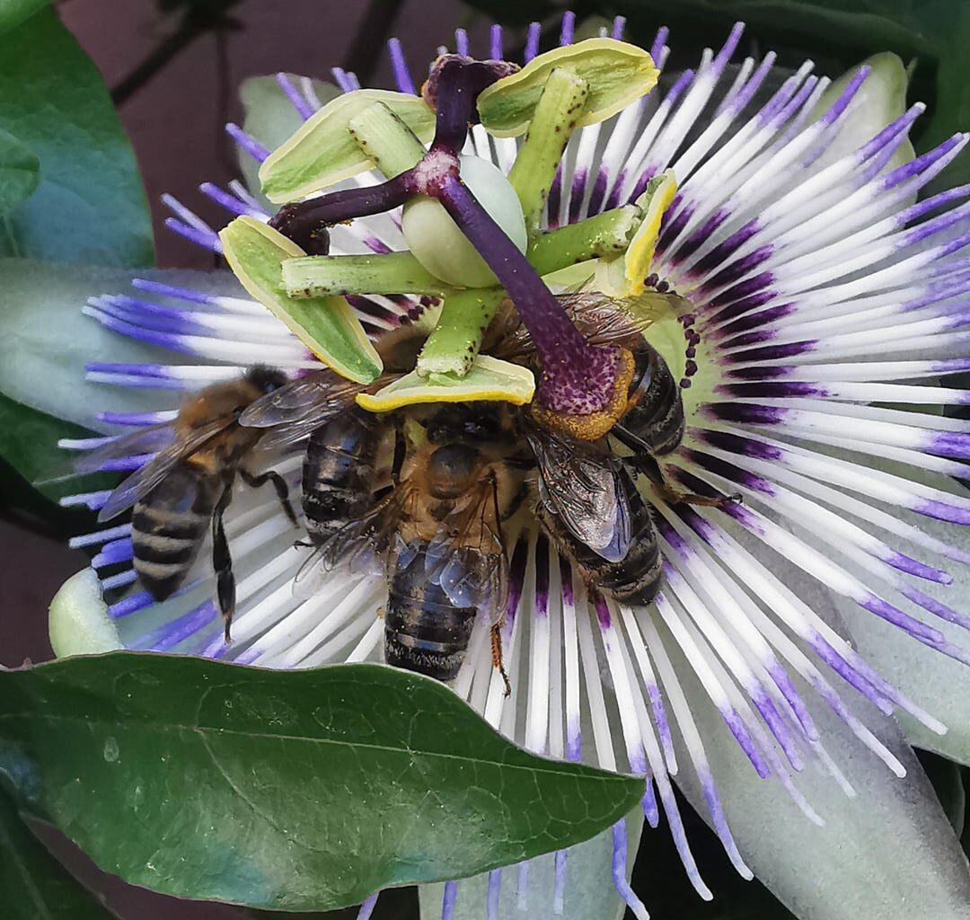 Eine besonders schmackhafte Blume