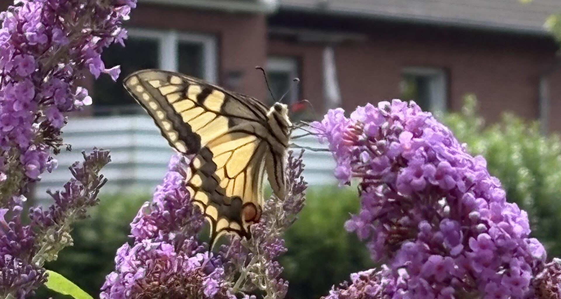 Welcher Schmetterling?