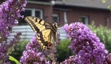 Welcher Schmetterling?