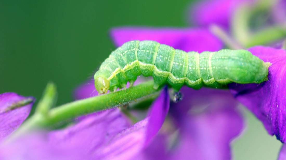 Raupe der Kohleule (Barathra brassicae) auf einer Blüte