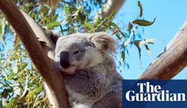 Minns government’s environmental integrity condemned as ‘nonexistent’ amid 40% surge in land clearing | Australian Greens