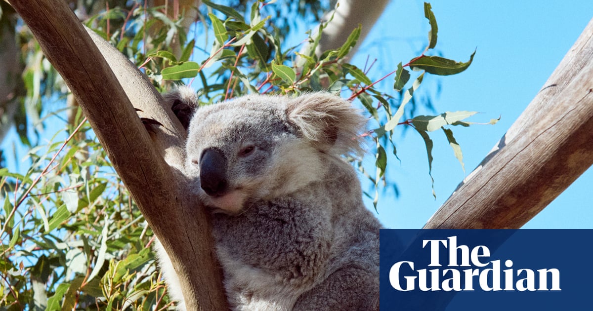 Minns government’s environmental integrity condemned as ‘nonexistent’ amid 40% surge in land clearing | Australian Greens