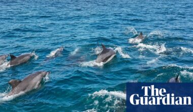 Could giving this pod of dolphins the same legal rights as humans help keep them safe? | Dolphins