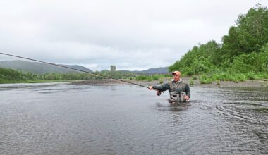 The long slow death of Norway's wild salmon