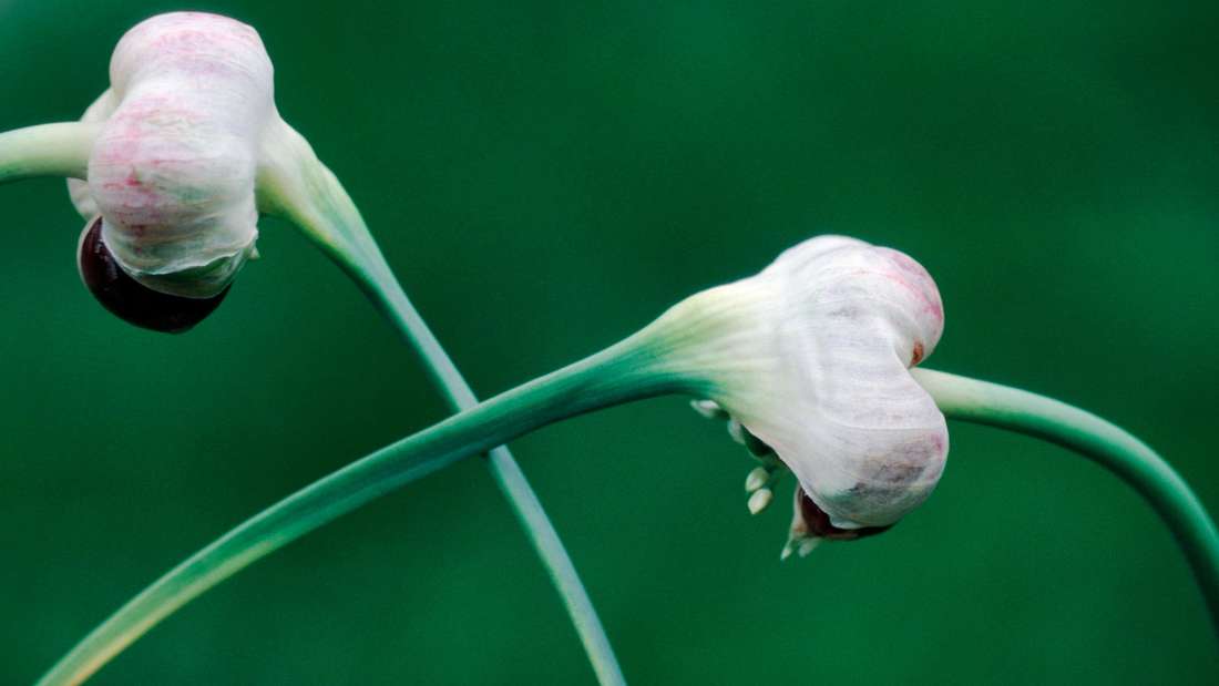 Knoblauch (Allium sativum) mit Brutzwiebeln