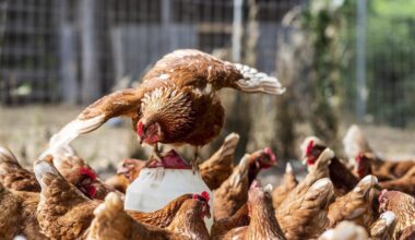 Iceland Foods reinstates cage-free egg commitment by 2027 | News