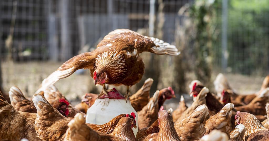 Iceland Foods reinstates cage-free egg commitment by 2027 | News