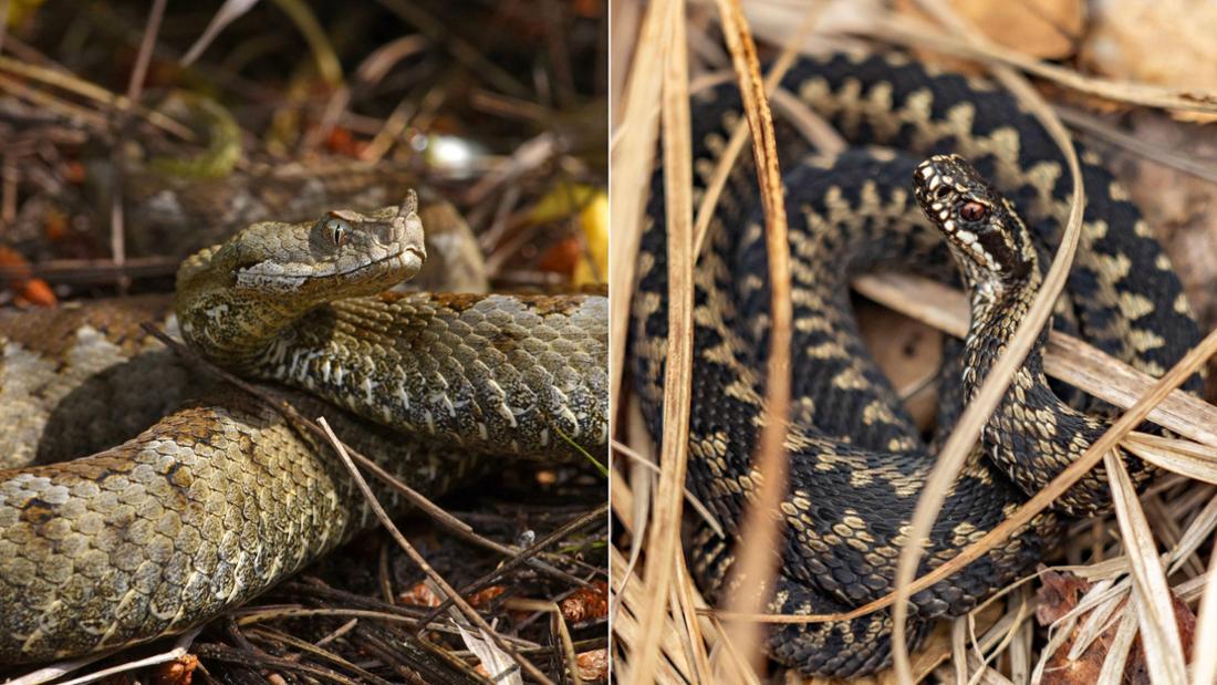 Hornviper (l.) und Kreuzotter im Gestrüpp