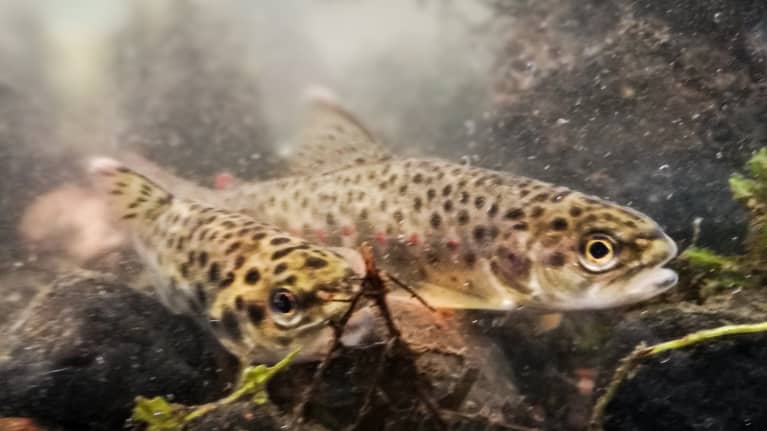 Kaksi taimenen poikasta purossa