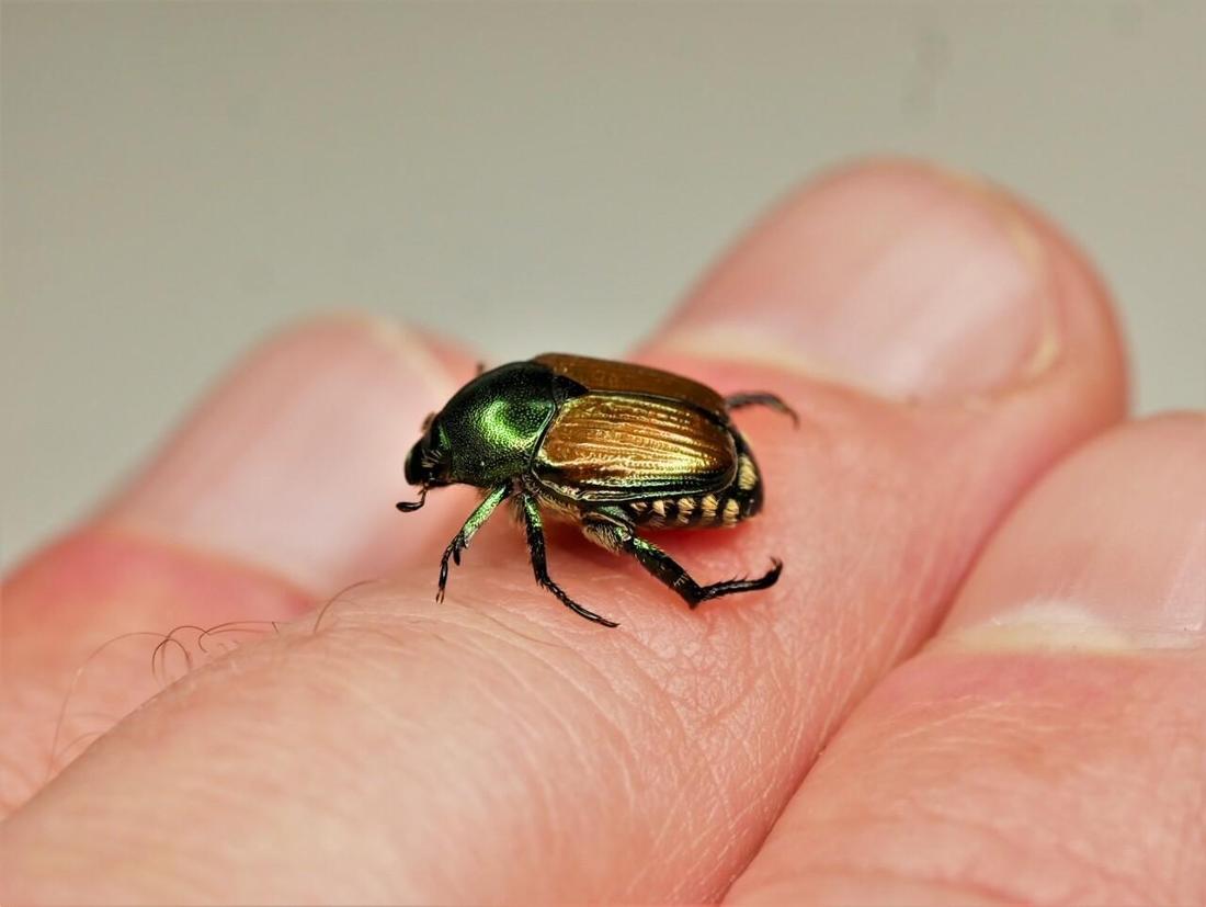Ein Japankäfer (Popillia japonica) sitzt auf einer Hand (undatierte Aufnahme).