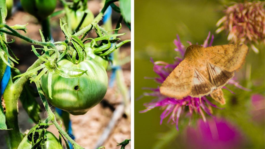 Der Wanderfalter Baumwollkapseleule (Helicoverpa armigera, rechts) hat über 100 Pflanzen auf seinem Speiseplan, darunter auch die Tomate (links, mit Schädlingsbefall).