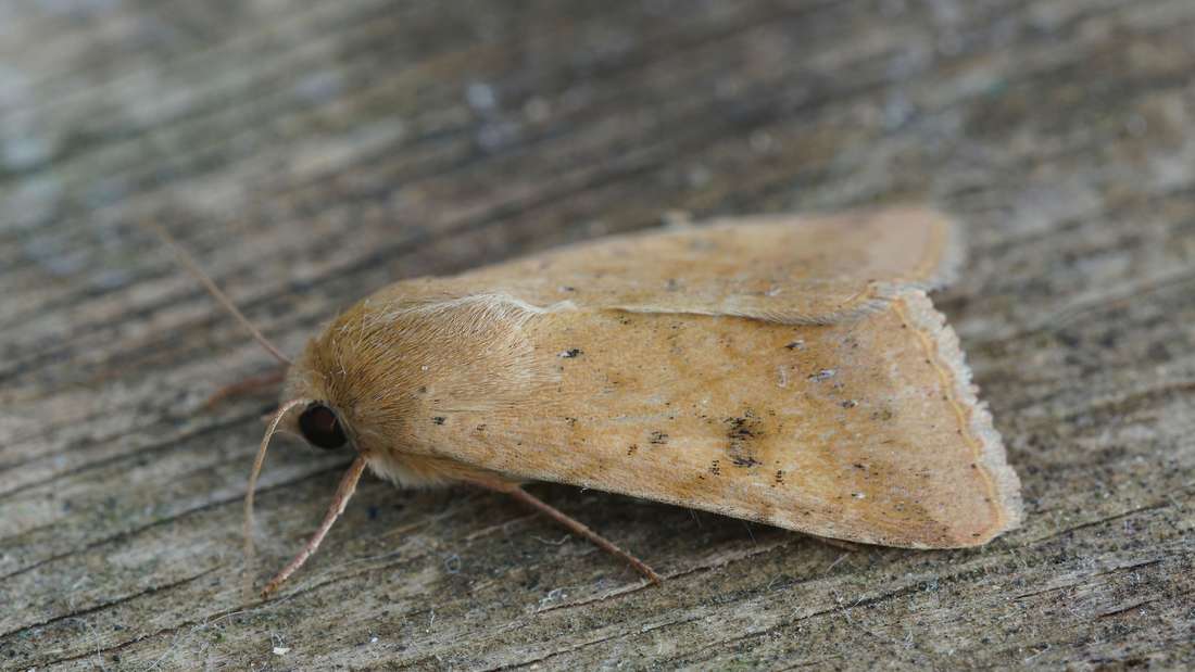 Falter Baumwollkapseleule (Helicoverpa armigera)