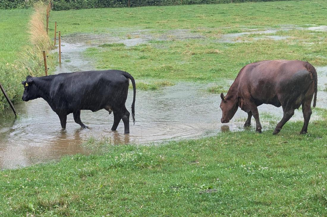 Zwei Kühe stehen in Bayern nach einem heftigen Regenschauer in der überschwemmten Weide.