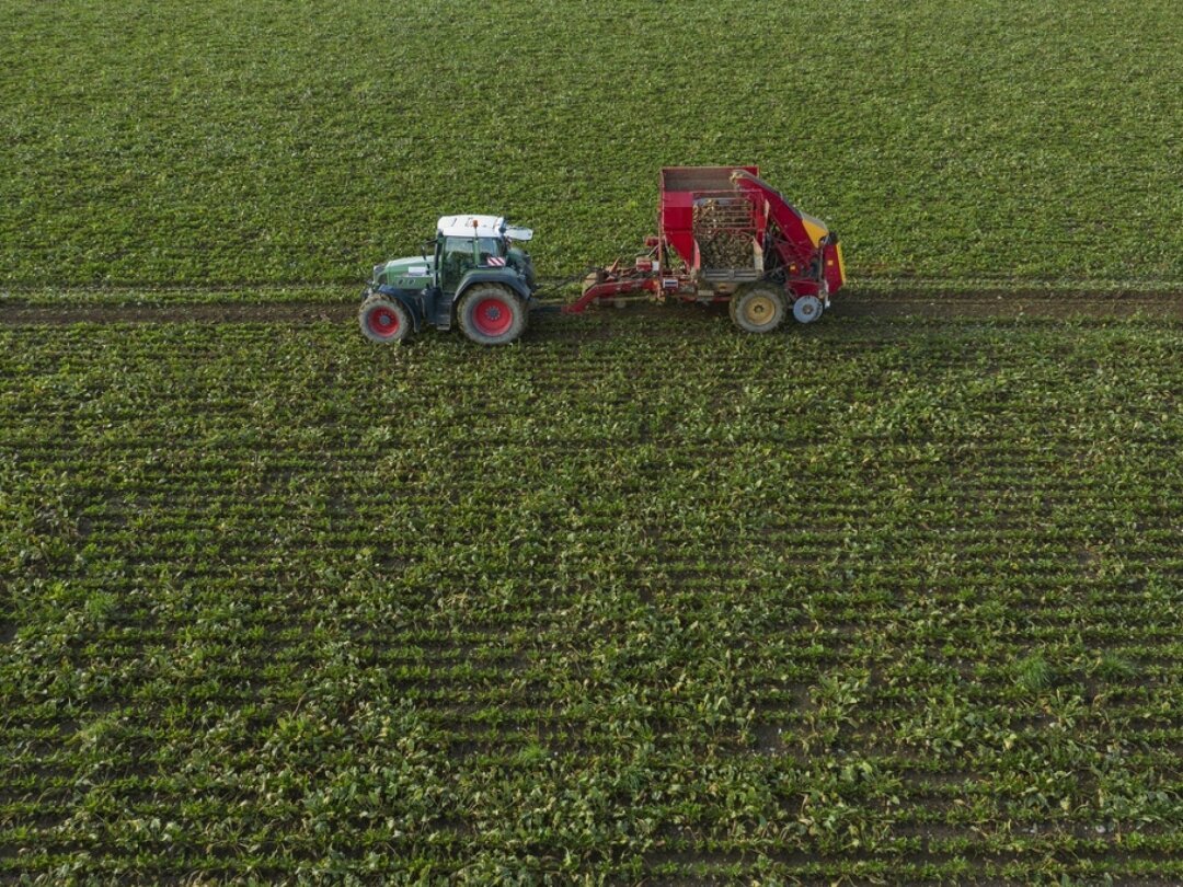 L'acétamipride est un pesticide présenté par les producteurs de betteraves et de noisettes comme la seule solution face aux ravageurs (illustration).