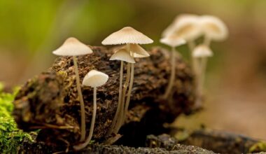 Freeman Lee Ruhe was high on magic mushrooms when he crashed vehicle with child on his lap