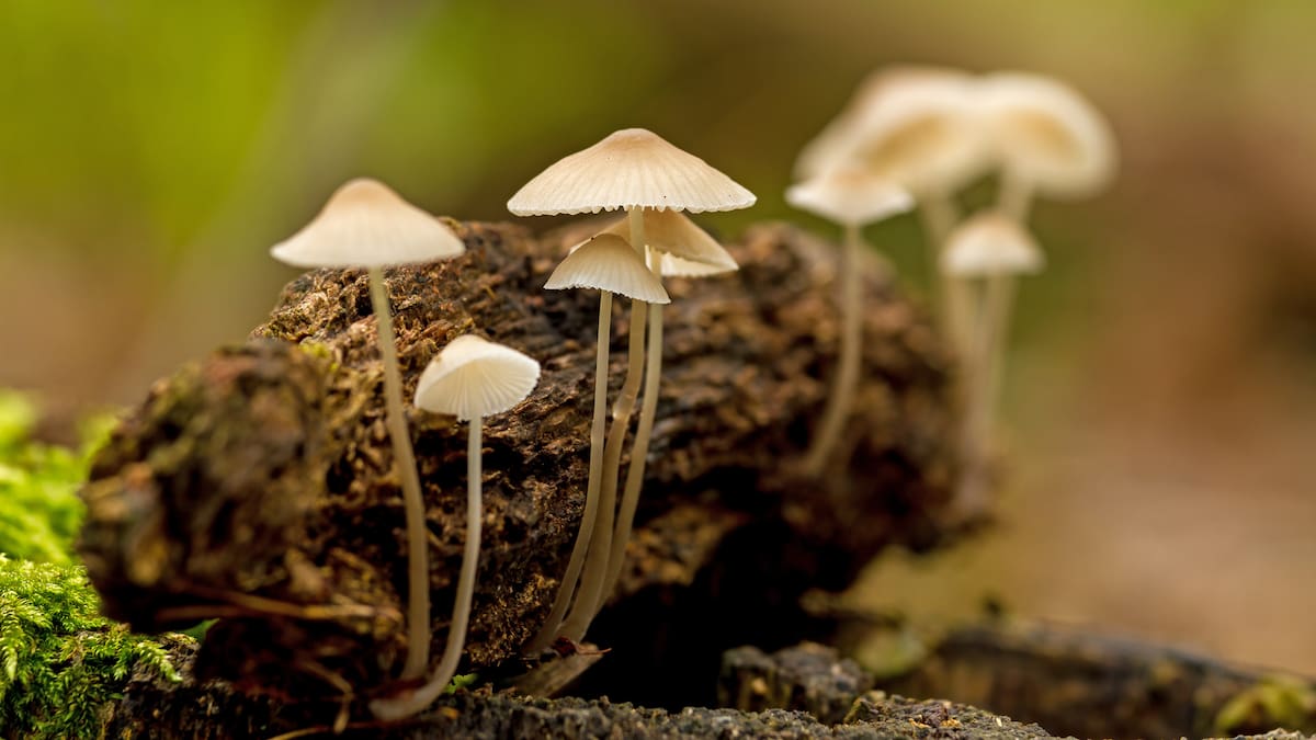 Freeman Lee Ruhe was high on magic mushrooms when he crashed vehicle with child on his lap