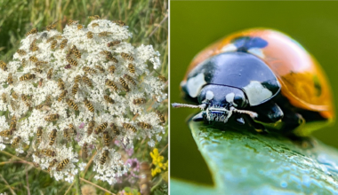 Ovanligt många insekter i värmen - Radio Sweden på lätt svenska