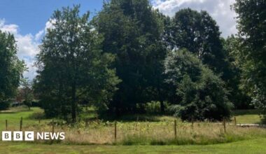 The trees that have been planted in one of the parks, surrounded by a fence with larger trees behind