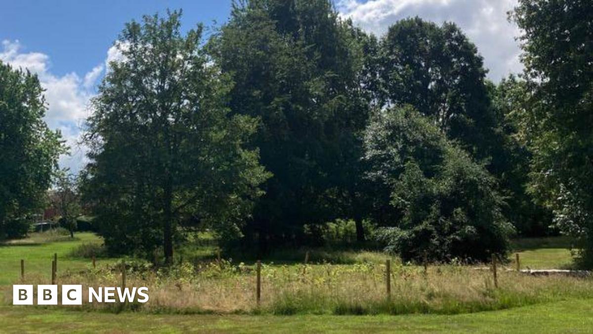 The trees that have been planted in one of the parks, surrounded by a fence with larger trees behind