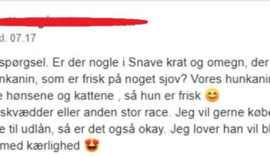 Er der monstro nogle frække hankaniner i Snave og omegn på linjen?