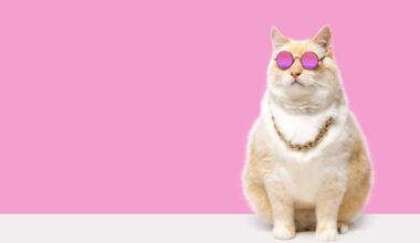 shutterstock 2344090325 fat cat in pink glasses and a chain around his neck on a pink background