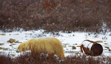 Regulator OK's liquefied natural gas exports through Hudson Bay, pending future compliance