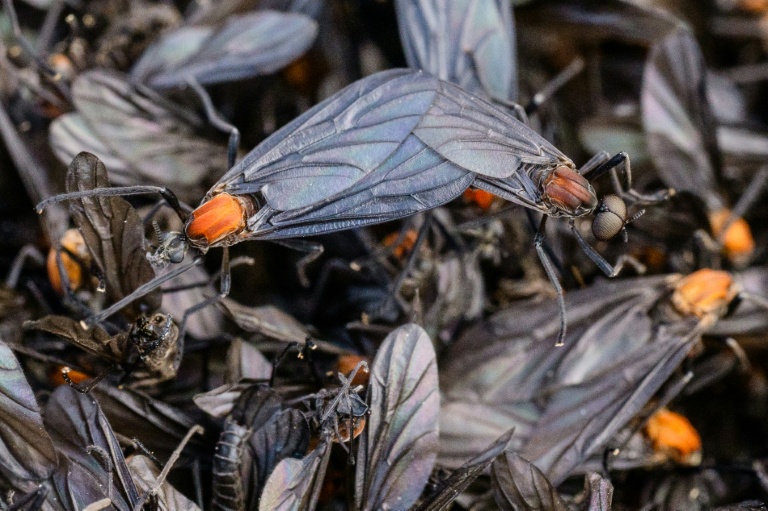 First reported in Incheon in 2015, South Korea is now annually hit by a weeks-long infestation of