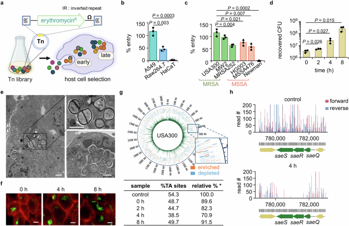 Environmental cues in different host niches shape the survival fitness of Staphylococcus aureus