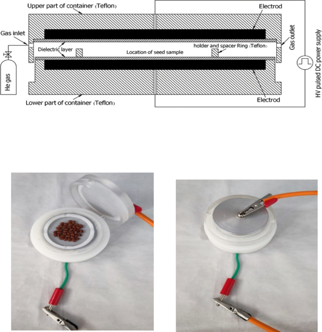 Cold plasma technology as a pre-treatment for seed priming enhances germination and reduces salinity stress in Prosopis Koelziana