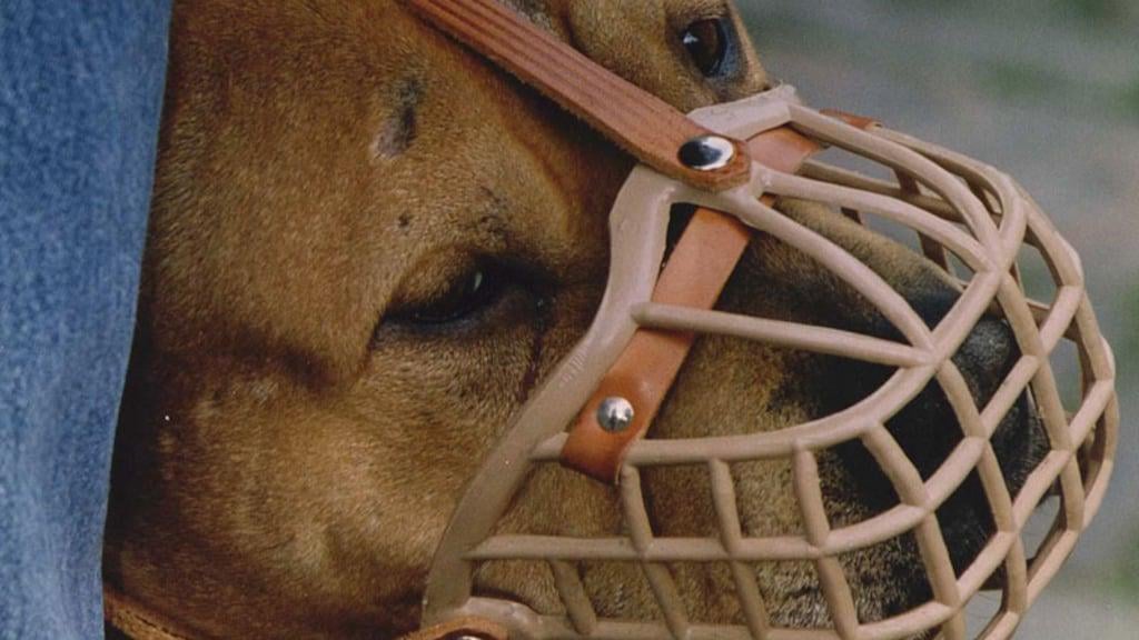 Staatssecretaris: landelijke muilkorfplicht voor gevaarlijke honden