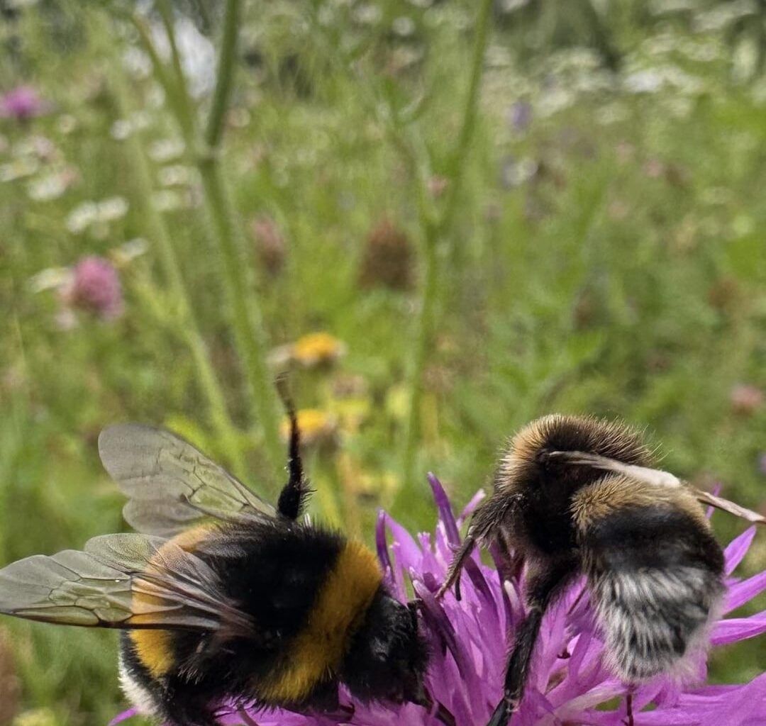 Unsere Blumenwiese auf Arbeit.
