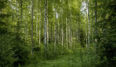 Suur ülevaade: kellele kuulub Eesti mets?